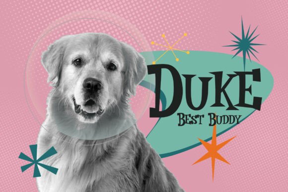 18 Best Slab Serif Display Fonts for Bold Headlines 8 A golden retriever named Duke with a playful expression on a colorful background.
